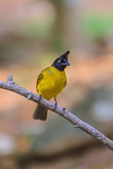 Beautiful bird Black-crested Bulbul , Pycnonotus melanicterus  perched on a branch