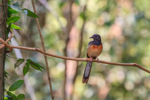 White-rumped Shama (Copsychus malabaricus), standing on a branch