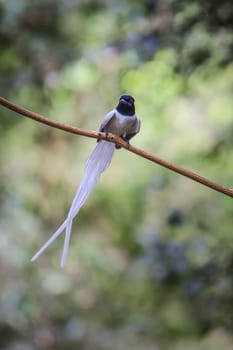 Bird in nature, asian paradise flycatcher perching on a branch