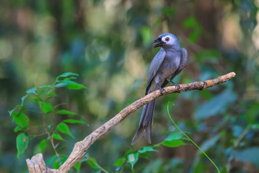 beautiful ashy drongo (Dicrurus leucophaeus)  perching on a branch