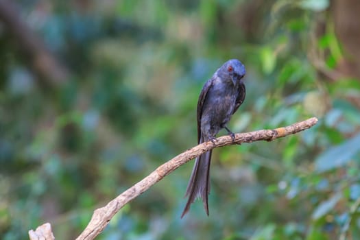 beautiful ashy drongo (Dicrurus leucophaeus)  perching on a branch