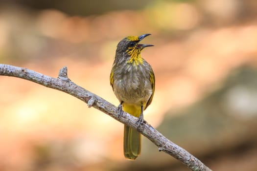 Stripe-throated Bulbul Bird, standing on a branch in nature of thailand