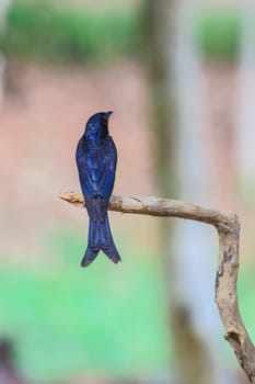 Black drongo, Dicrurus Macrocercus, beautiful bird in forest