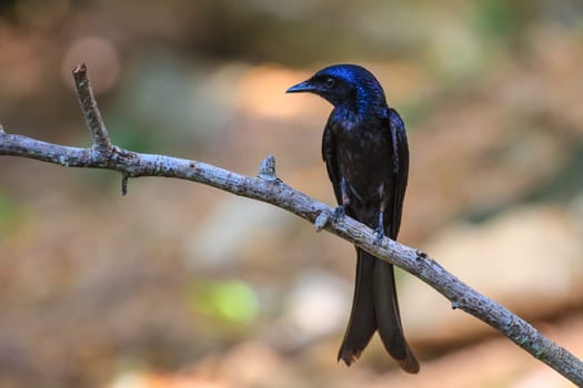 Black drongo, Dicrurus Macrocercus, beautiful bird in forest