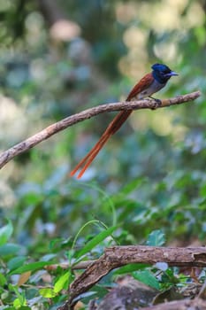 Bird in nature, asian paradise flycatcher perching on a branch
