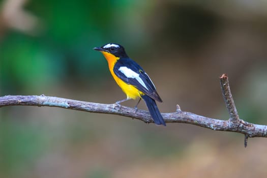 Male Yellow-rumped flycatcher (Ficedula zanthopygia) in nature of Thailand