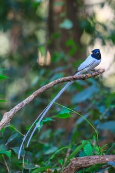 Bird in nature, asian paradise flycatcher perching on a branch