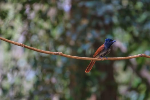 Bird in nature, asian paradise flycatcher perching on a branch