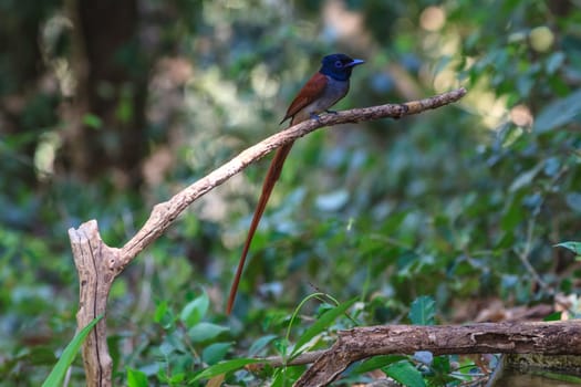 Bird in nature, asian paradise flycatcher perching on a branch