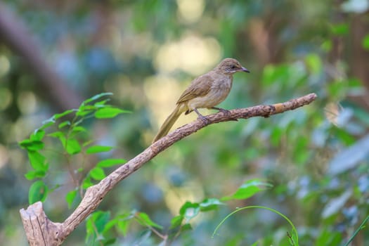 Streak-eared Bulbul (Pycnonotus blanfordi) in nature of Thailand