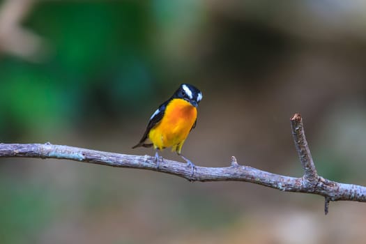 Male Yellow-rumped flycatcher (Ficedula zanthopygia) in nature of Thailand