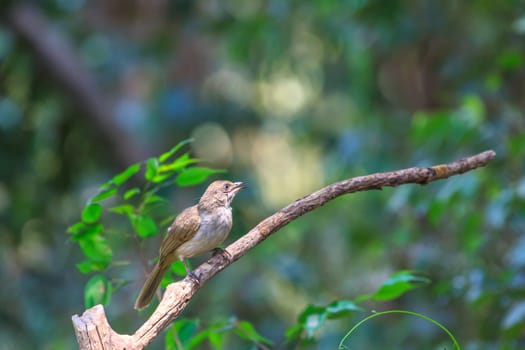 Streak-eared Bulbul (Pycnonotus blanfordi) in nature of Thailand