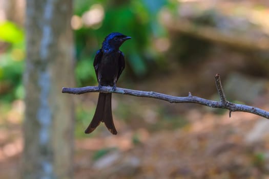 Black drongo, Dicrurus Macrocercus, beautiful bird in forest