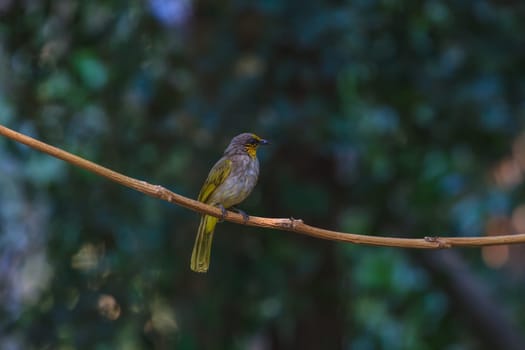 Stripe-throated Bulbul Bird, standing on a branch in nature of thailand