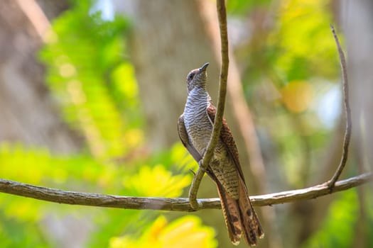 Banded Bay Cuckoo resting on a perch in forest
