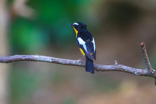 Male Yellow-rumped flycatcher (Ficedula zanthopygia) in nature of Thailand
