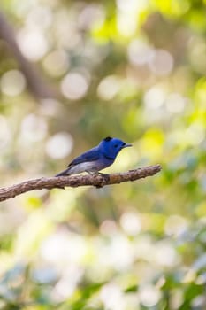 Black-naped monarch (Hypothymis azurea) bird in nature  perching on a branch