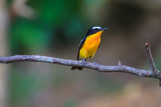 Male Yellow-rumped flycatcher (Ficedula zanthopygia) in nature of Thailand