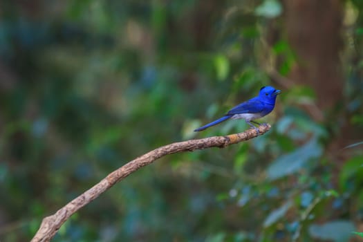 Black-naped monarch (Hypothymis azurea) bird in nature  perching on a branch