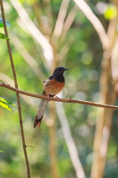 White-rumped Shama (Copsychus malabaricus), standing on a branch