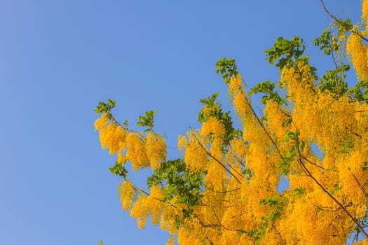 Cassia Fistula in clear blue sky. national tree of Thailand in summer