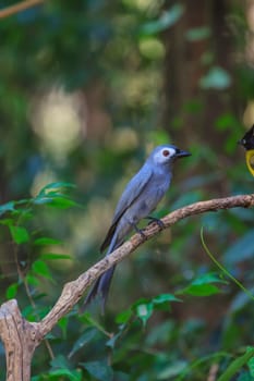 beautiful ashy drongo (Dicrurus leucophaeus)  perching on a branch