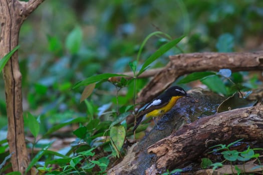 Male Yellow-rumped flycatcher (Ficedula zanthopygia) playing water in summer on hot days