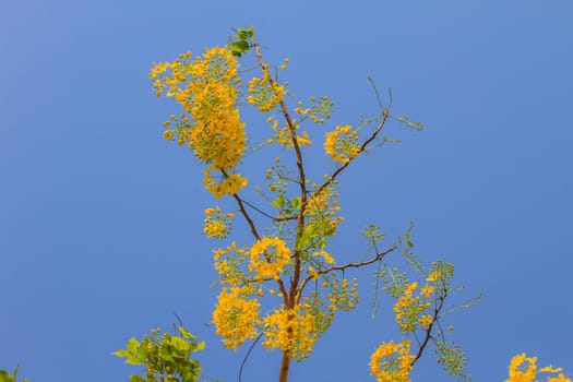 Cassia Fistula in clear blue sky. national tree of Thailand in summer