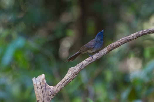 Black-naped monarch (Hypothymis azurea) bird in nature  perching on a branch