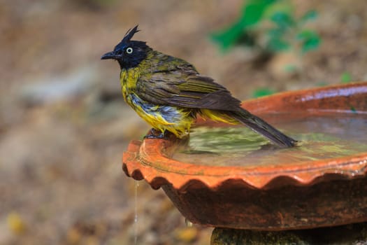 Beautiful bird Black-crested Bulbul , Pycnonotus melanicterus  playing water in summer on hot days