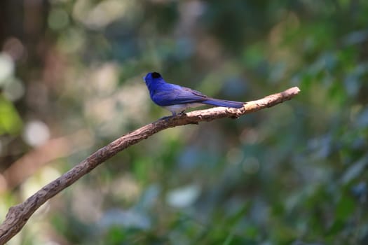 Black-naped monarch (Hypothymis azurea) bird in nature  perching on a branch