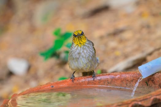 Stripe-throated Bulbul Bird, playing water in summer on hot days