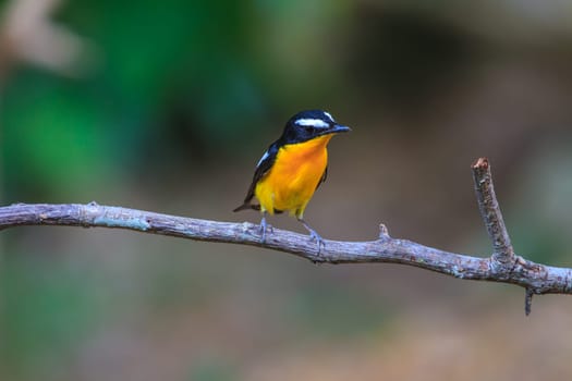 Male Yellow-rumped flycatcher (Ficedula zanthopygia) in nature of Thailand