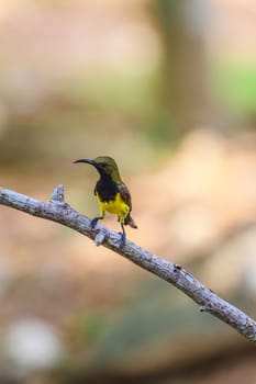 Olive-backed sunbird, Yellow-bellied sunbird on a tree