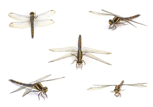 close up dragonfly set isolated on white background