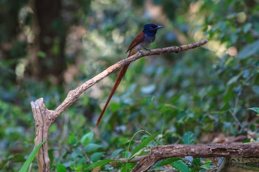 Bird in nature, asian paradise flycatcher perching on a branch
