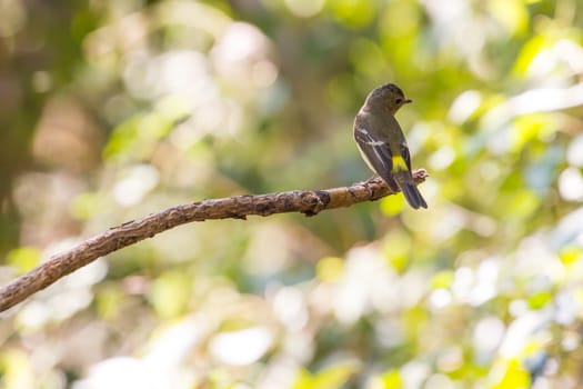 Female Yellow-rumped flycatcher (Ficedula zanthopygia) in nature of Thailand