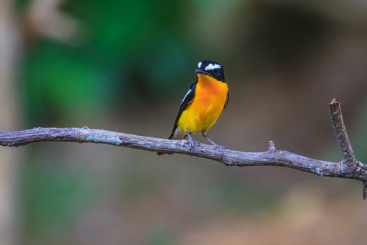 Male Yellow-rumped flycatcher (Ficedula zanthopygia) in nature of Thailand