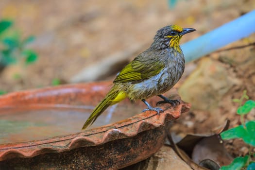 Stripe-throated Bulbul Bird, playing water in summer on hot days