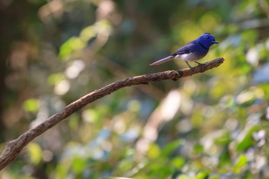 Black-naped monarch (Hypothymis azurea) bird in nature  perching on a branch