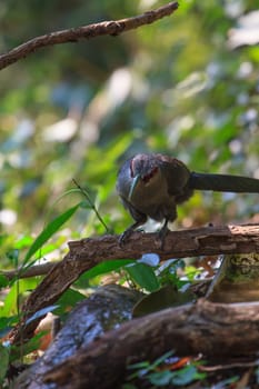 Beautiful of Green billed Malkoha (Phaenicophaeus tristis) in nature