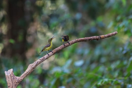Olive-backed sunbird, Yellow-bellied sunbird on a tree