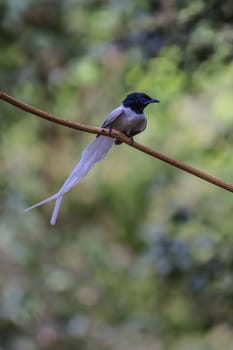 Bird in nature, asian paradise flycatcher perching on a branch