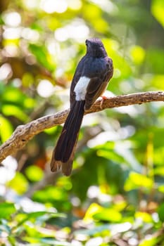 White-rumped Shama (Copsychus malabaricus), standing on a branch