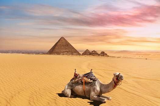 Cute camel in front of the Menkaure Pyramid complex, Giza, Cairo, Egypt.