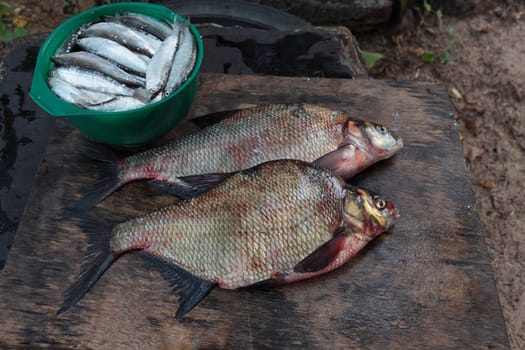 fresh caught fish large bream and vendace still life