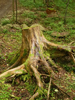 big dry tree stump covered with moss close-up