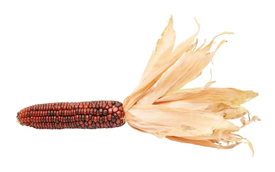 Deep red and brown Indian corn with papery dried husks drawn back from the cob, on a white background