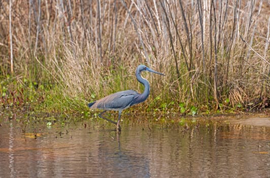 Tricolored Heron on the hunt in a Wetland in Chincoteague National Wildlife Refuge in Virginia