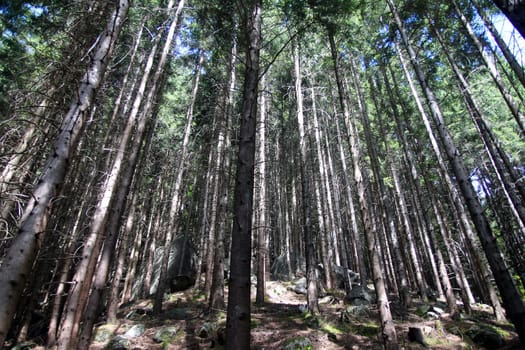 Inside a high pine forest in the Italian Alps